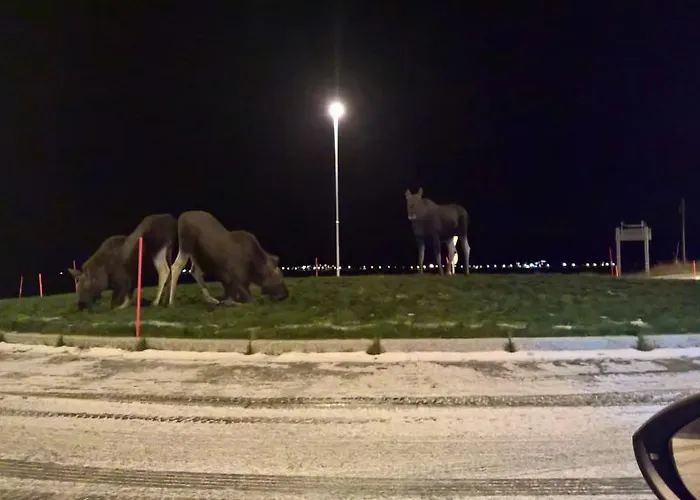 Bustad Semesterbostad *